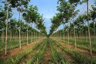 Agriculture — view 2